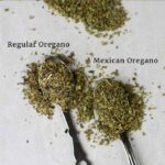 Mexican oregano v regular oregano in teaspoons