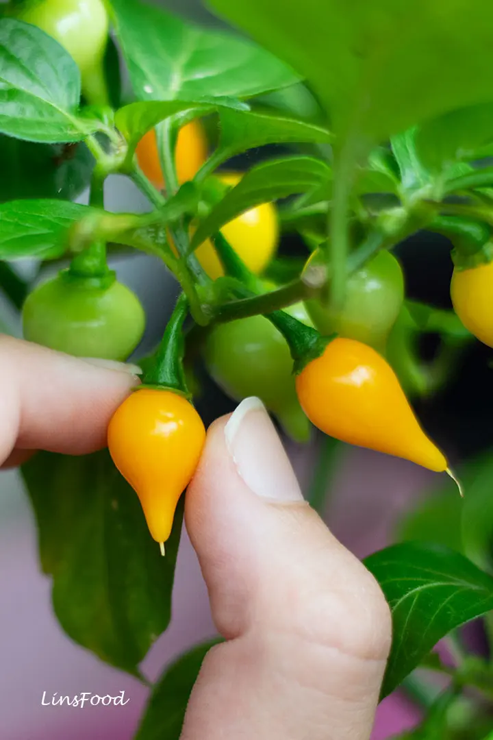 Biquinho Yellow Peppers plant (Sweety Drops)