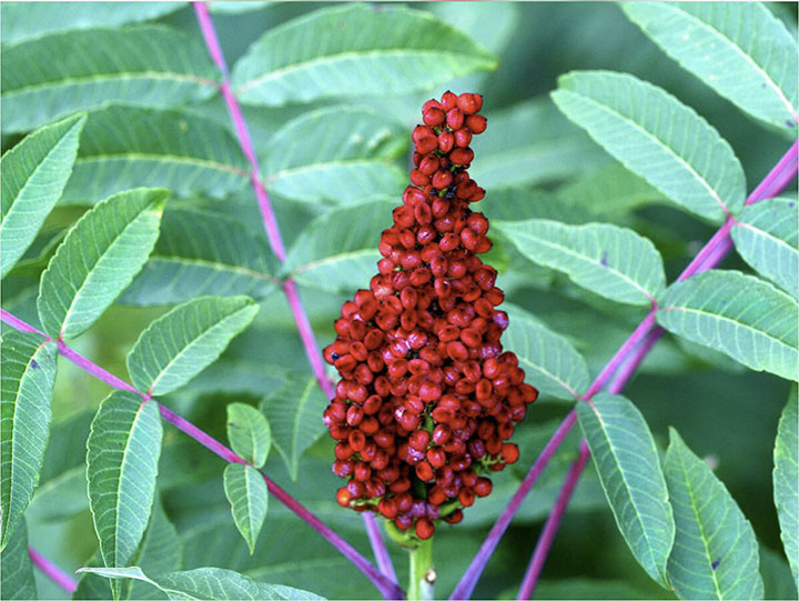 close up of whole sumac berries